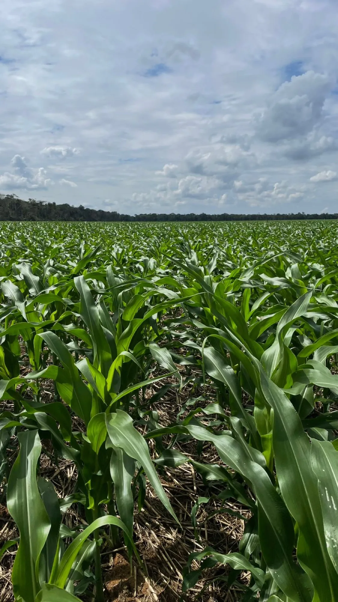 Lavoura de milho BG307 MAX no Centro-Oeste