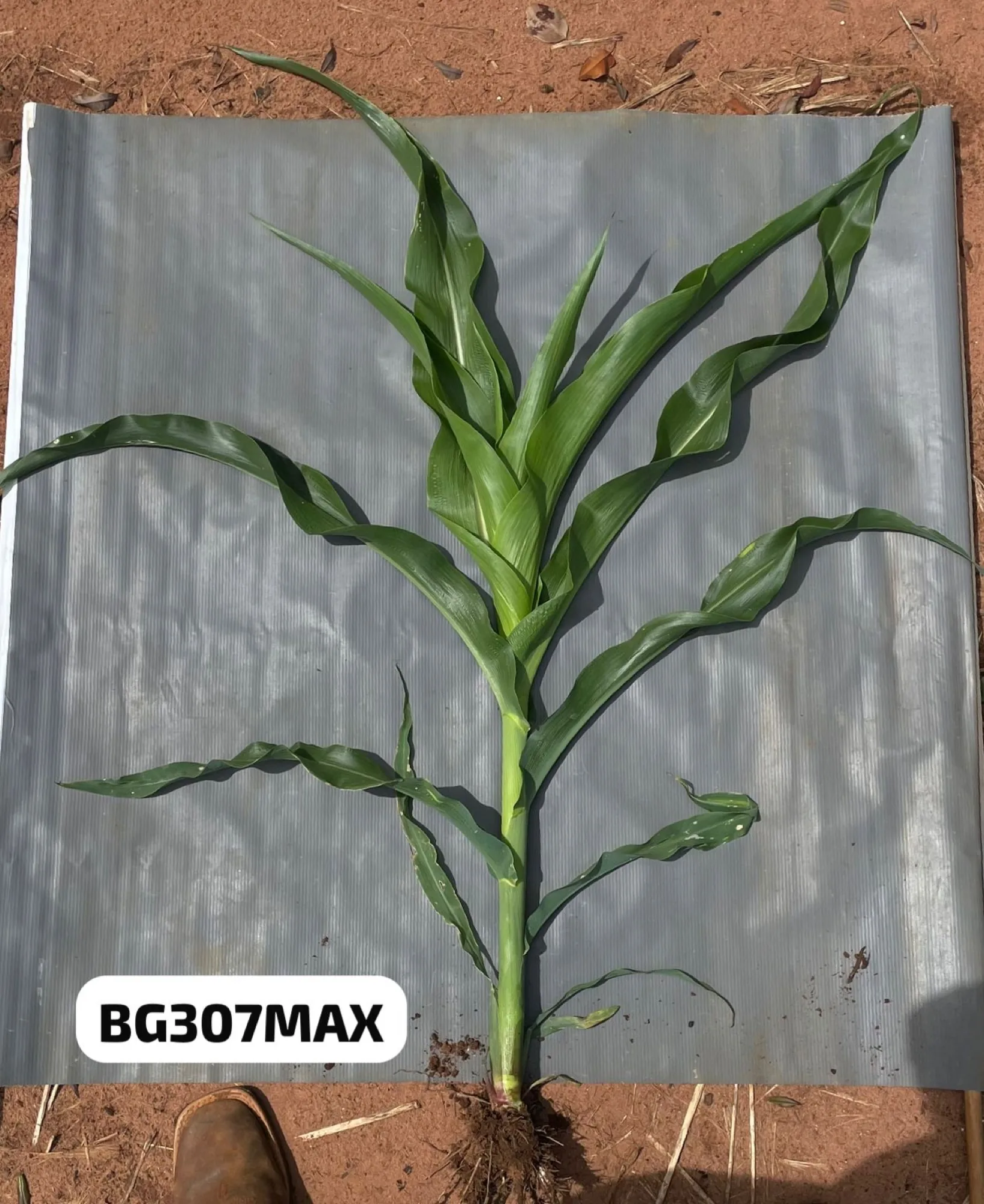 BG307 MAX no campo, foto 2
